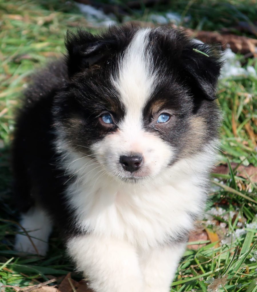 About Mini Aussies - RL Valley Ranch Aussies