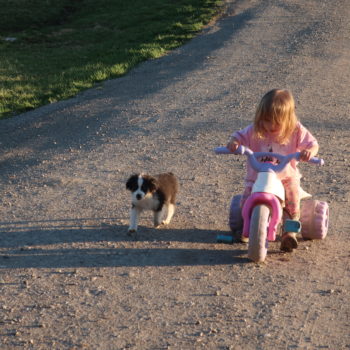 toy aussie puppy