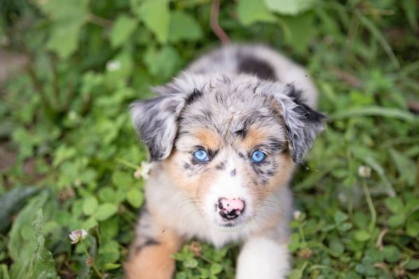 Toy Australian Shepherd Sophie - RL Valley Ranch Aussies - Ohio Puppies