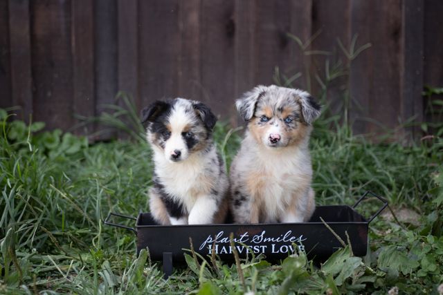 welcome-to-rl-valley-ranch-mini-aussies-mini-goldens-rl-valley