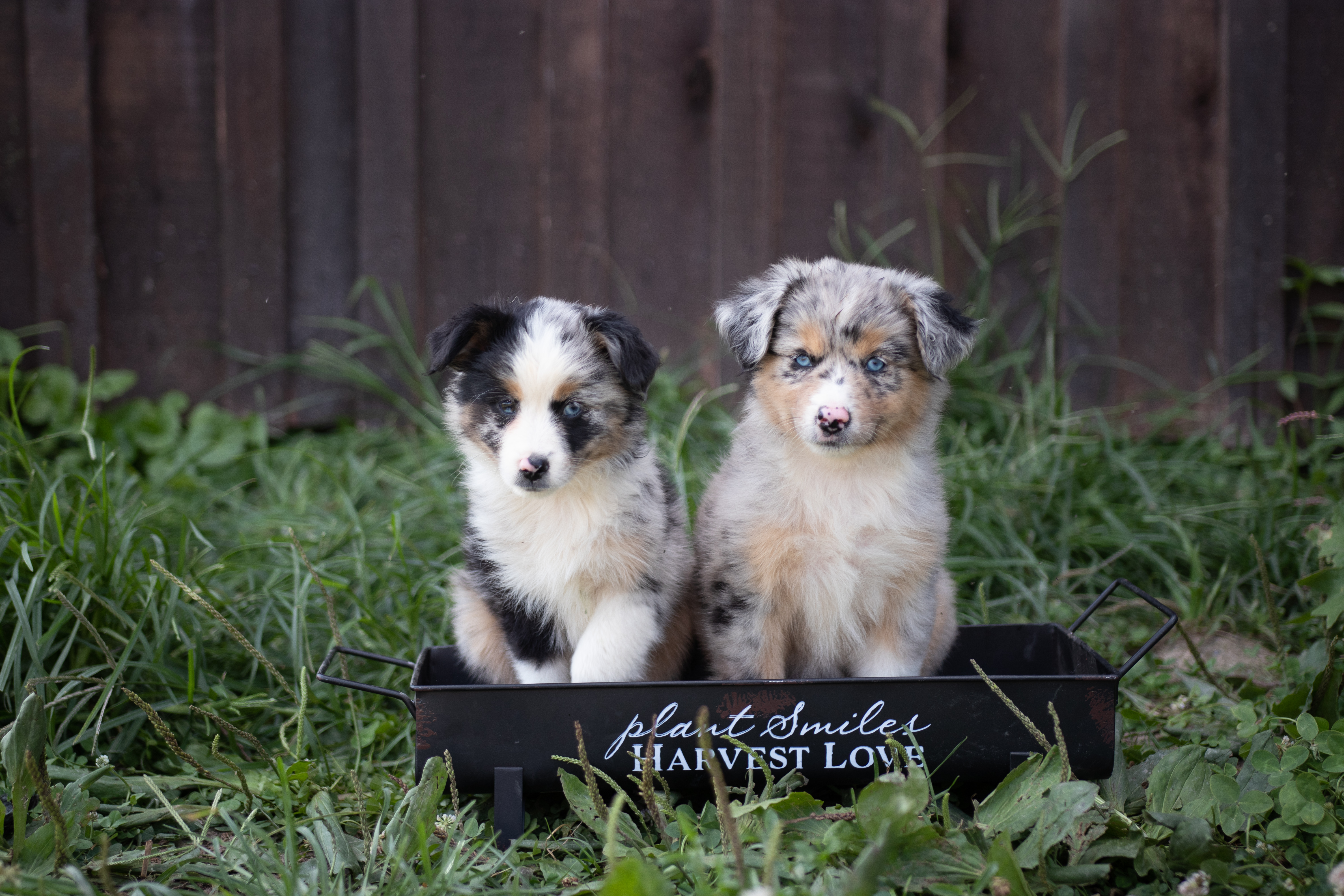 Show me 2024 mini aussies