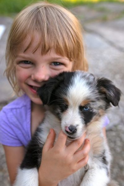 Toy Australian Shepherd Cash Archives - RL Valley Ranch Aussies