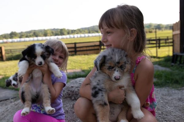 Toy Australian Shepherd Bella Archives - RL Valley Ranch Aussies