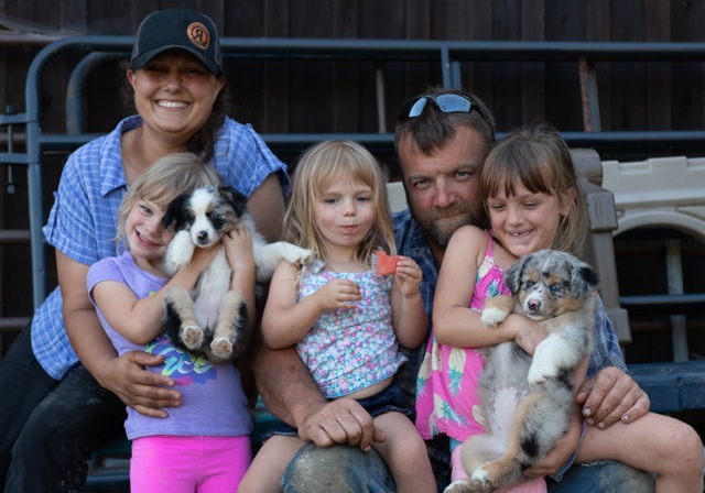 Toy Australian Shepherd Bella Archives - RL Valley Ranch Aussies