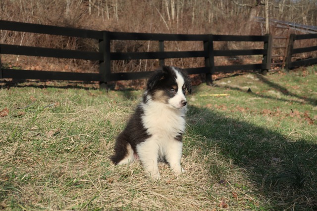 welcome-to-rl-valley-ranch-mini-aussies-mini-goldens-rl-valley