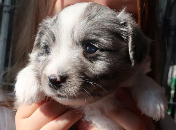 merel toy aussie puppy for sale