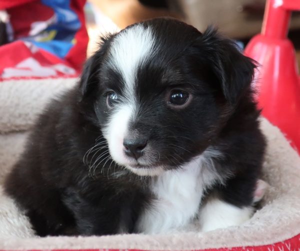 mini australian shepherd ohio