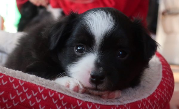 mini australian shepherd ohio