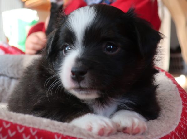 mini australian shepherd ohio