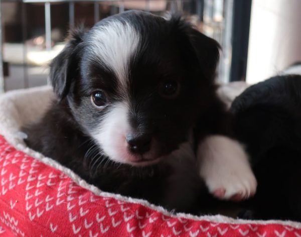 mini australian shepherd ohio