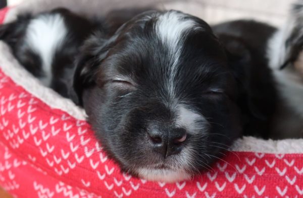 mini aussie ohio