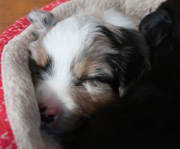 miniature australian shepherd