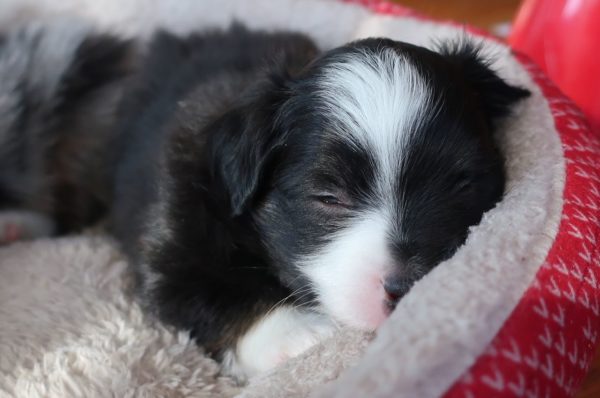 mini australian shepherd ohio