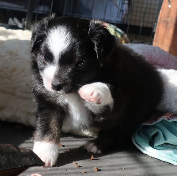 mini australian shepherd ohio