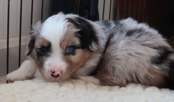 miniature australian shepherd ohio