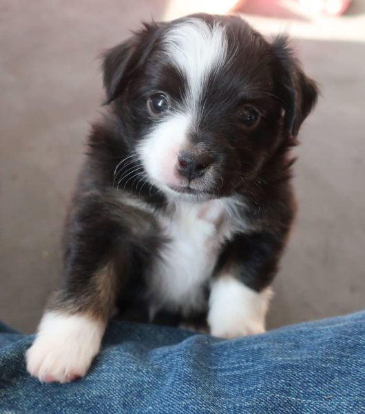 mini australian shepherd ohio