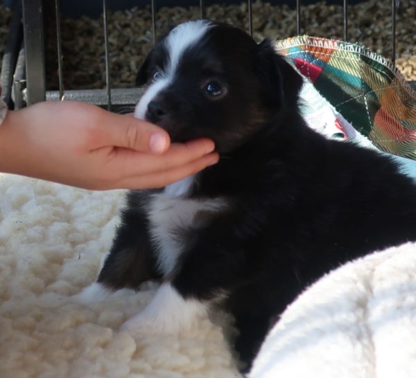 mini australian shepherd ohio