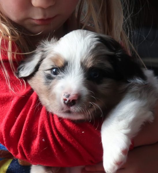 miniature australian shepherd ohio