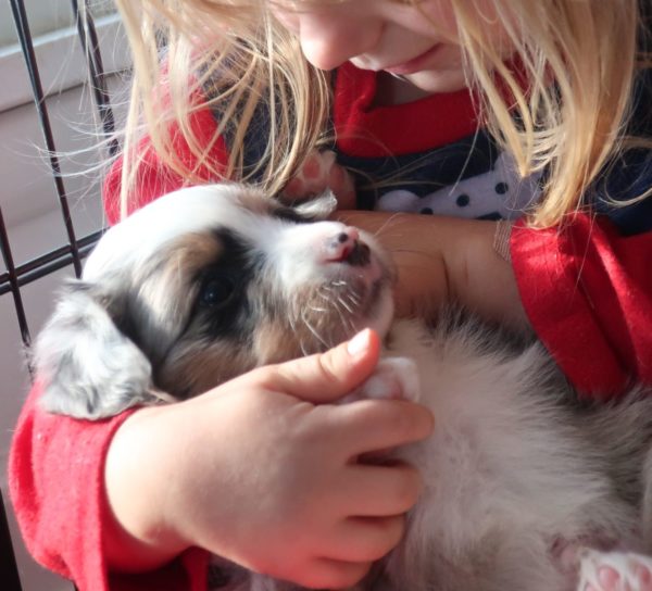 miniature australian shepherd ohio