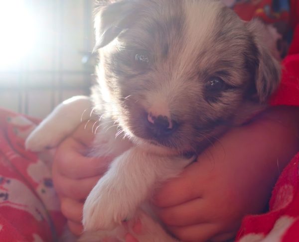 toy australian shepherd puppy