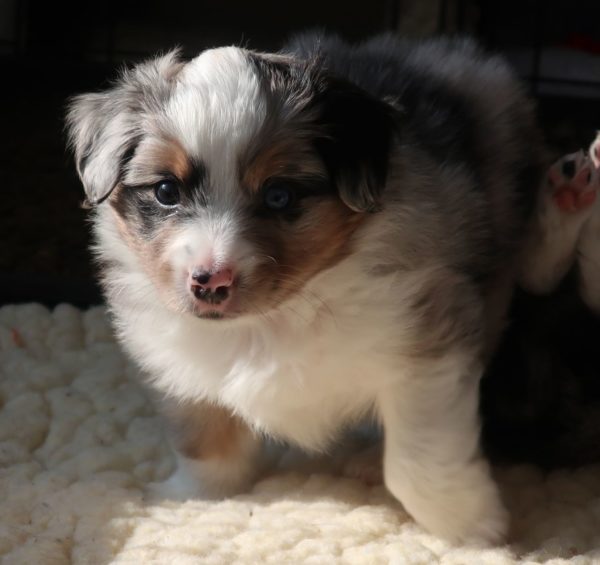 Tiny Toy Aussie Pups For Sale!! - RL Valley Ranch Aussies