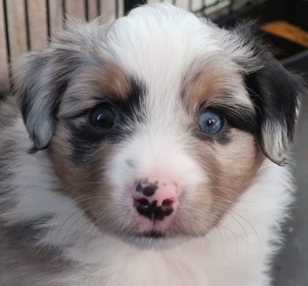 miniature australian shepherd ohio