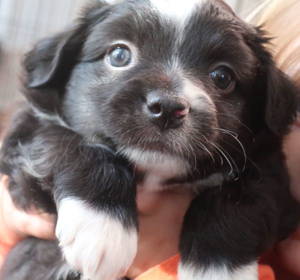 mini aussie ohio