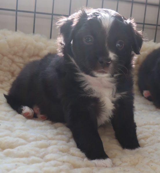 mini aussie ohio