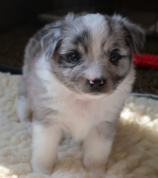 toy aussie for sale ohio