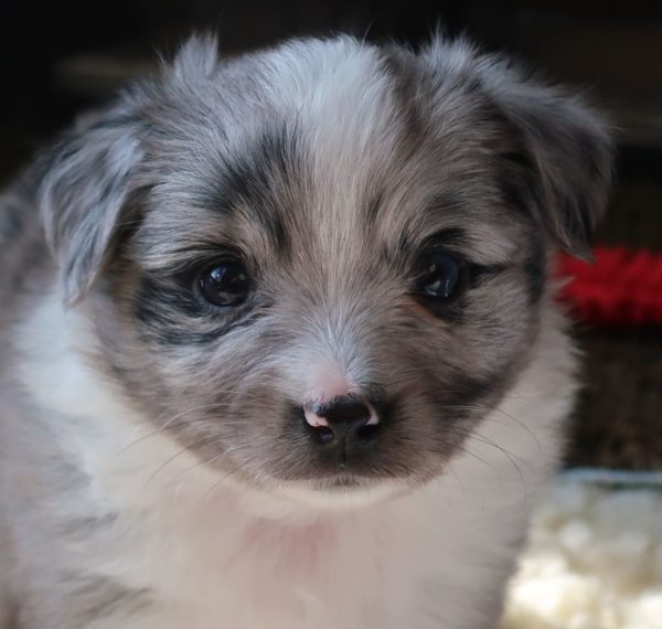 Tiny Toy Aussie Pups For Sale!! - Rl Valley Ranch Aussies