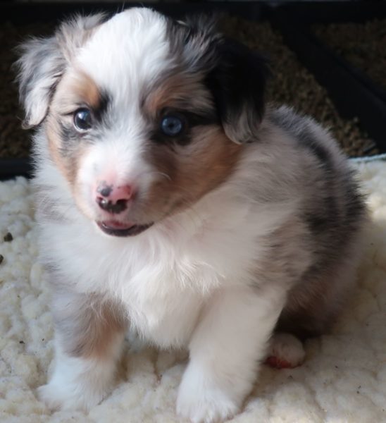 miniature australian shepherd ohio