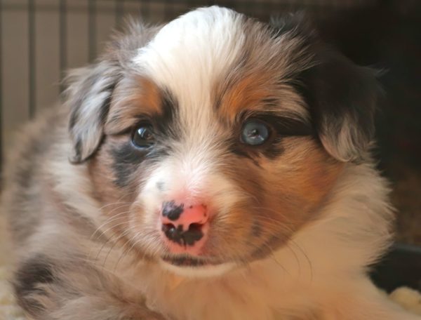 miniature australian shepherd