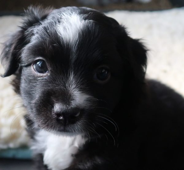 mini aussie ohio