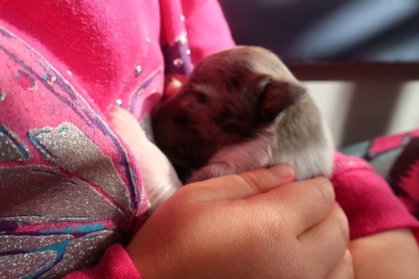 mini australian shepherd puppy ohio 