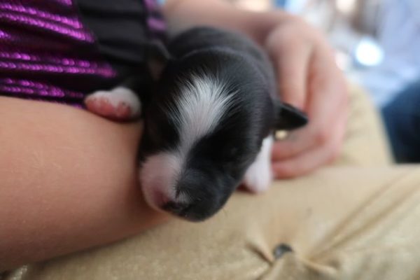 mini australian shepherd puppy ohio 