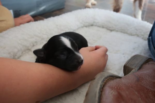 mini australian shepherd puppy ohio 