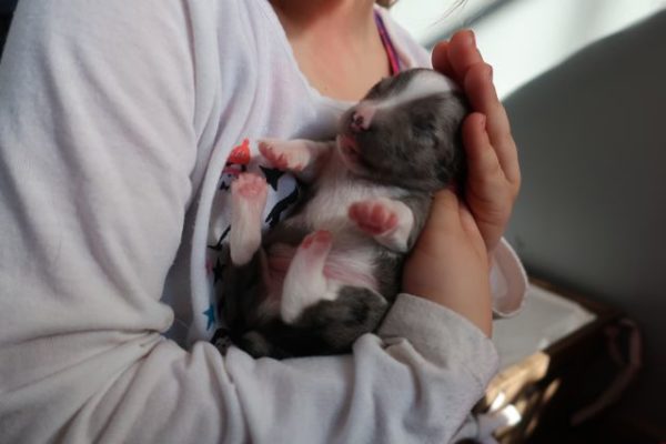 mini australian shepherd puppy ohio 