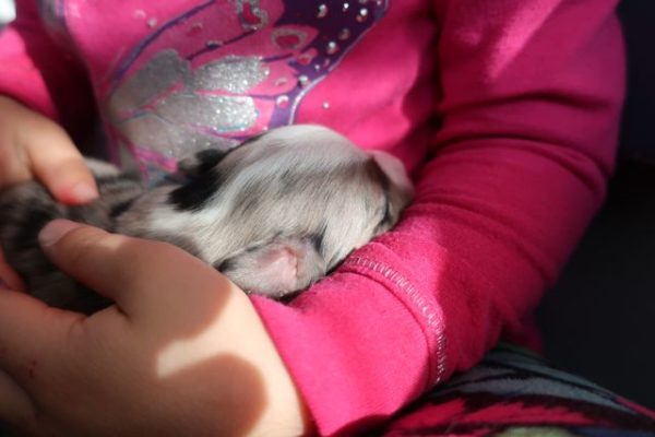 mini australian shepherd puppy ohio 