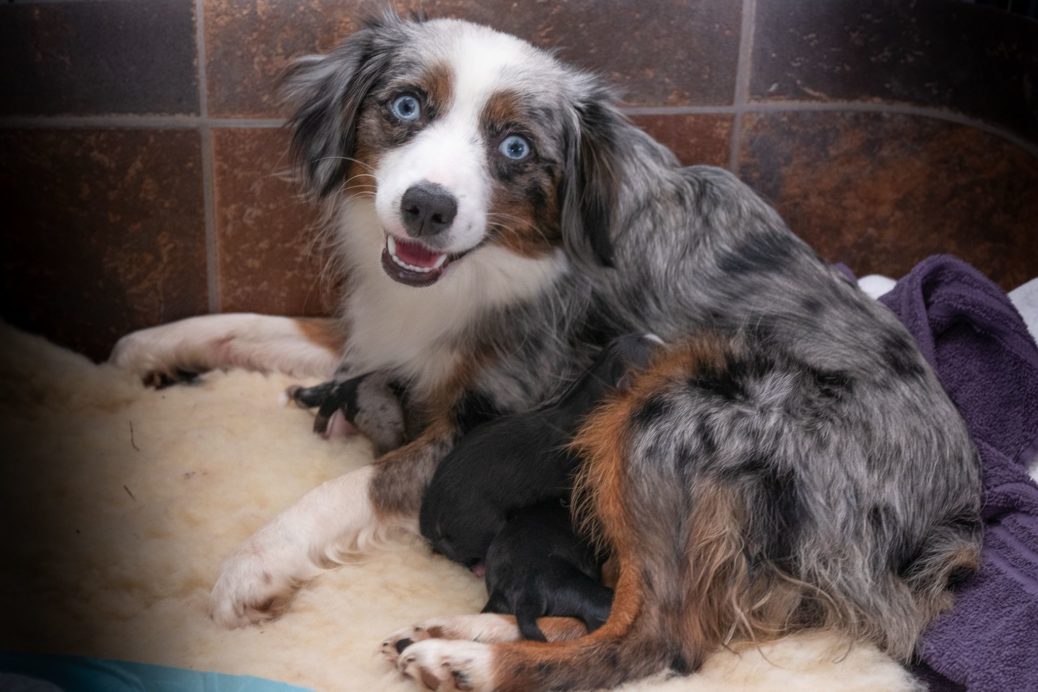 blue merle toy aussie