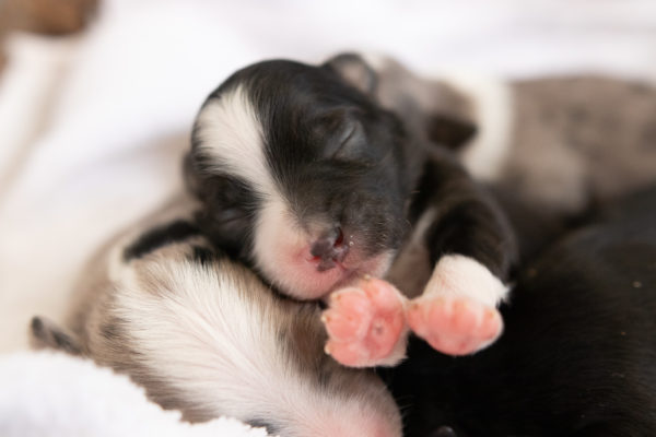 mini australian shepherd ohio