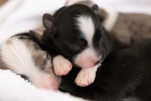 mini australian shepherd ohio