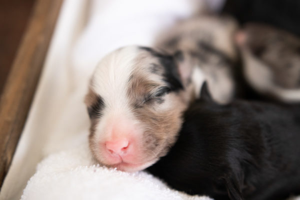 miniature australian shepherd ohio