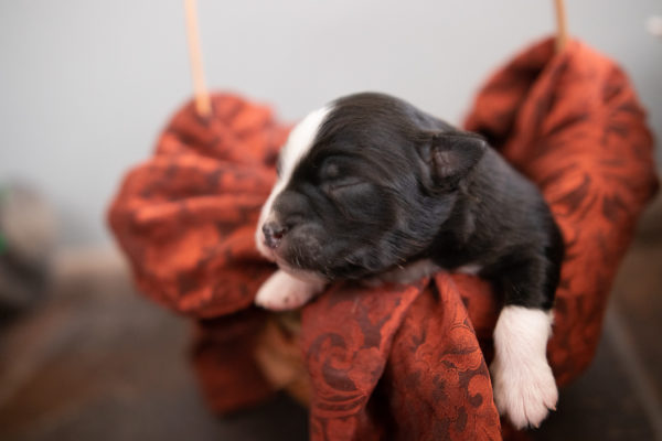 mini australian shepherd ohio