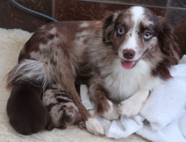 Mini aussie for sale ohio