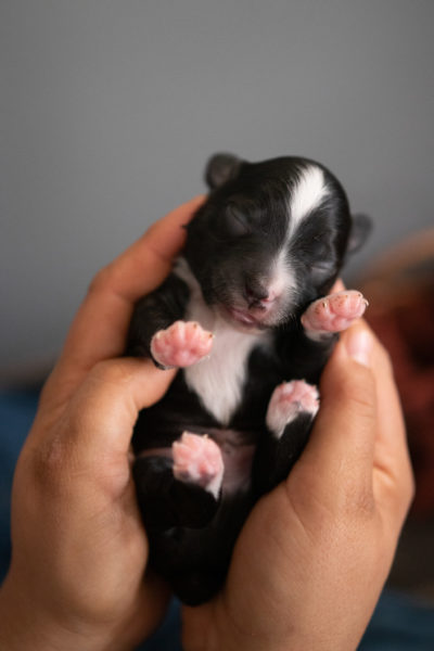 mini aussie ohio