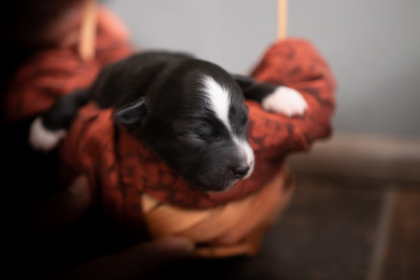 mini aussie ohio