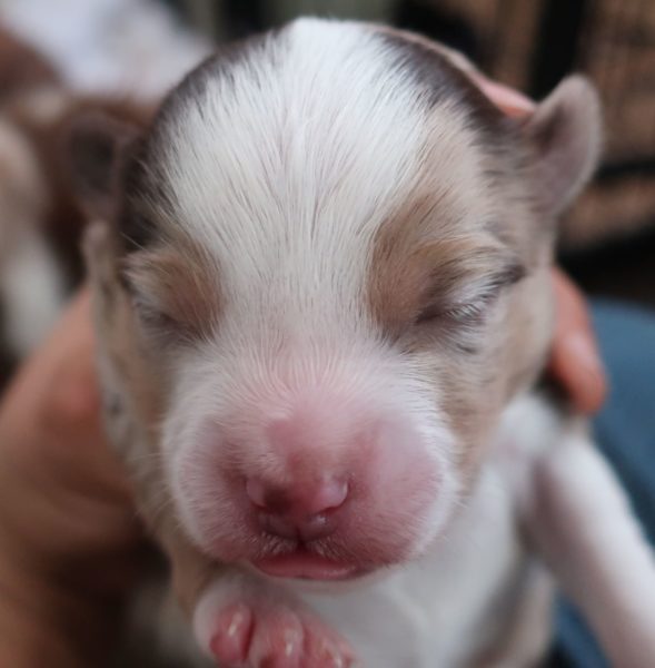 Mini aussie for sale ohio