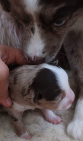 Mini aussie for sale ohio