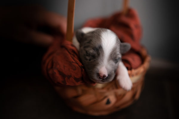 toy australian shepherd