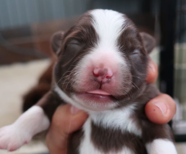 Mini aussie for sale ohio